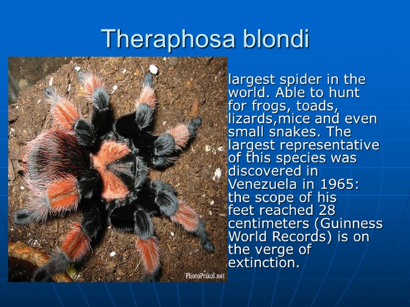 Theraphosa blondi  largest spider in the world. Able to hunt for frogs, toads,